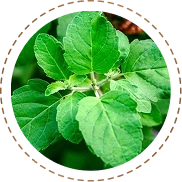 Tulsi (Holy Basil)
